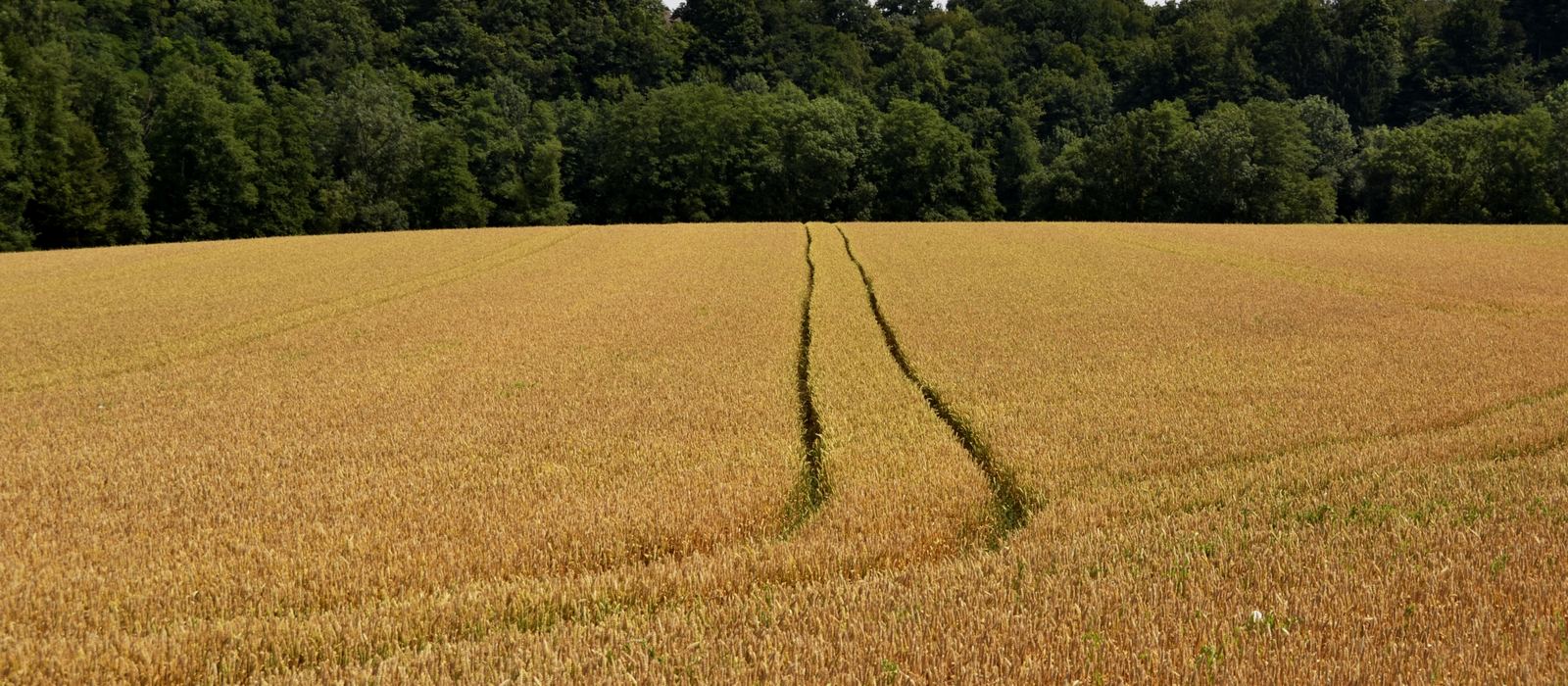 Weizenfeld mit Fahrspuren vor einem Waldrand